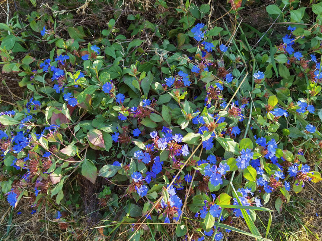 Ceratostigma plumbaginoides